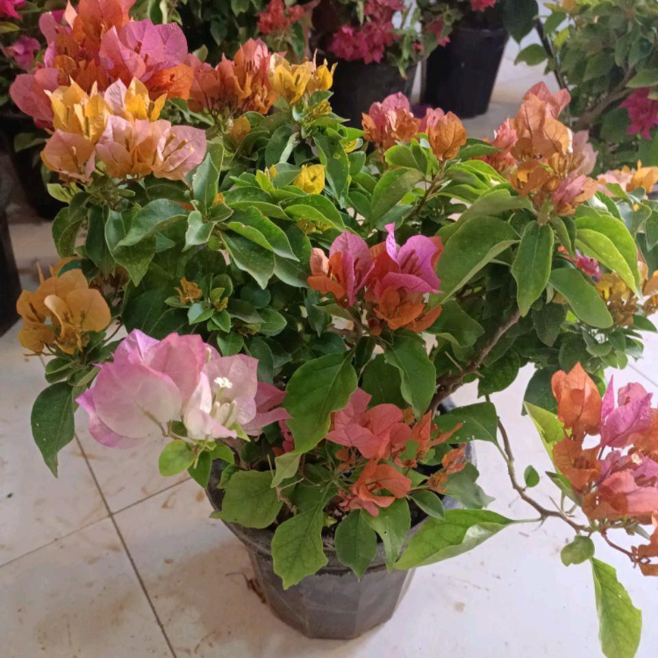 紫玫荆花卉