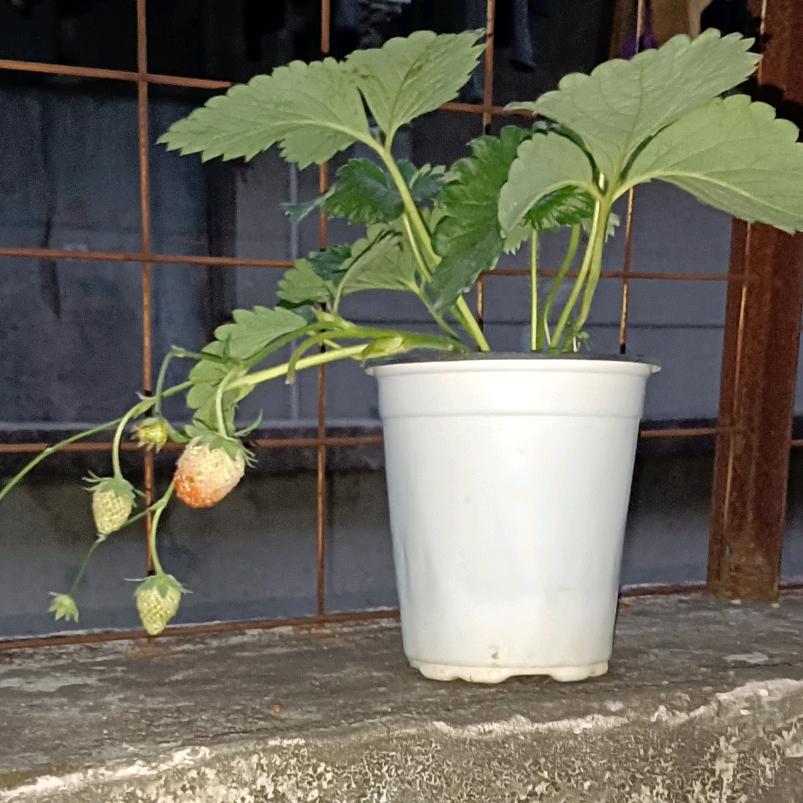 可爱的草莓