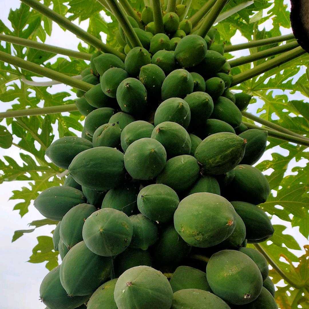皇上