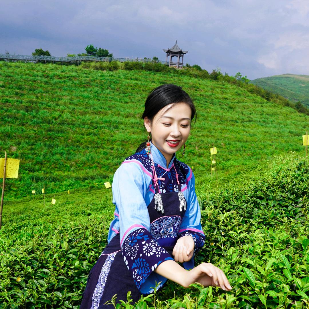 黔茶世盖（都匀毛尖）