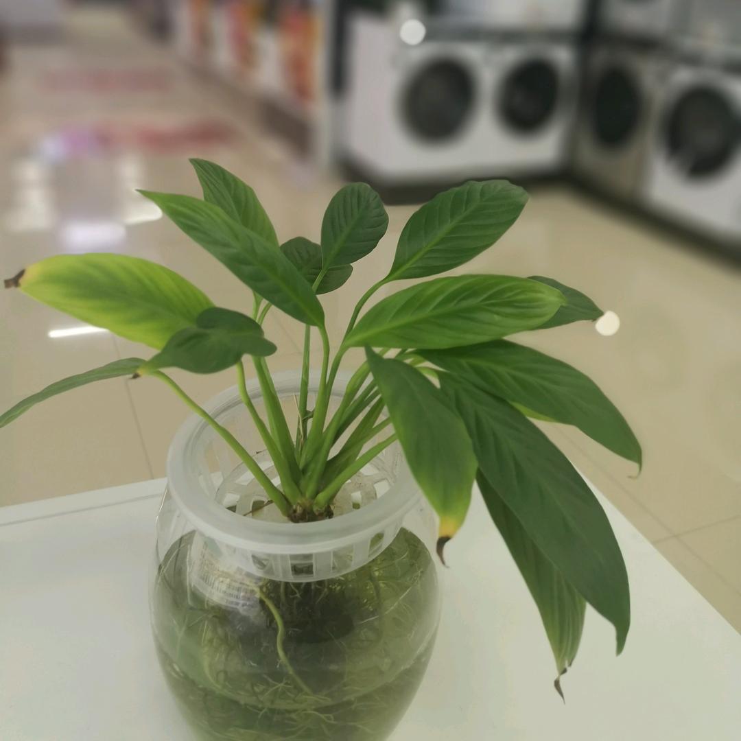 雨水