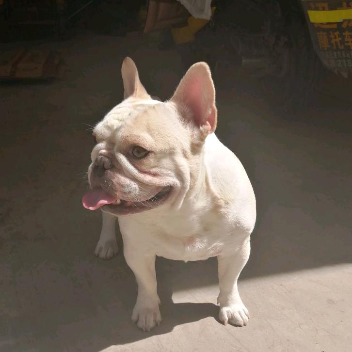 胖新有点野（橱窗好物）