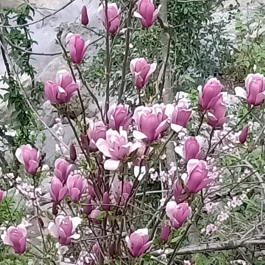 ꧁꫞꯭《真陈相代》꫞꧂