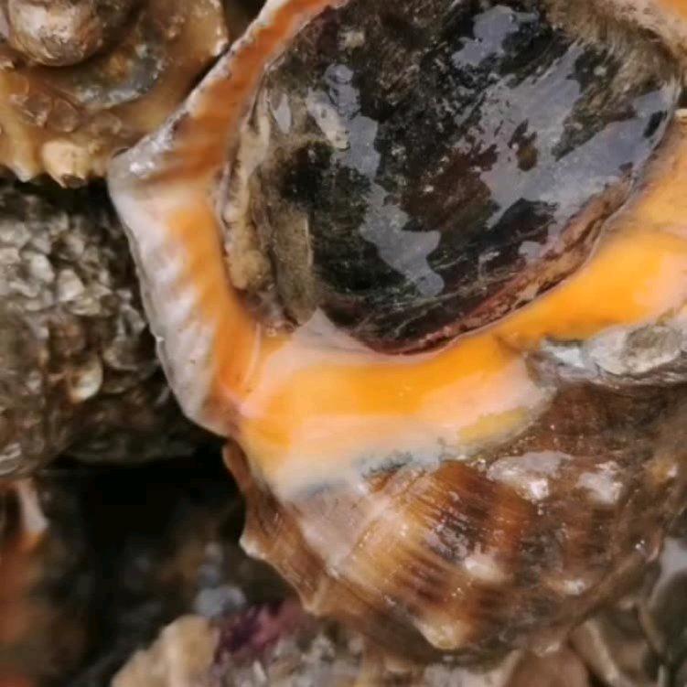 海鲜人💰💰💰