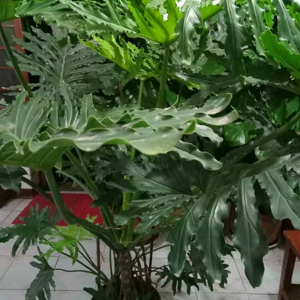 阳光彩虹的兰兰