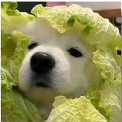 连体鱼0