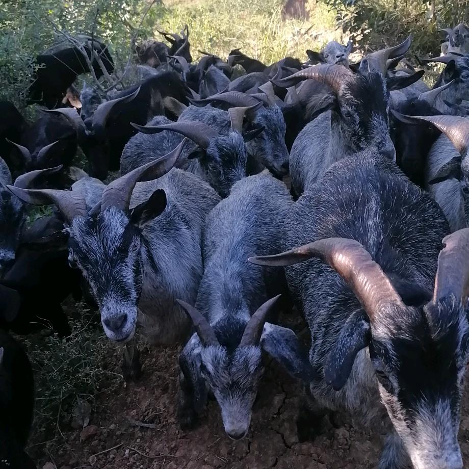 正宗原生态黑山羊