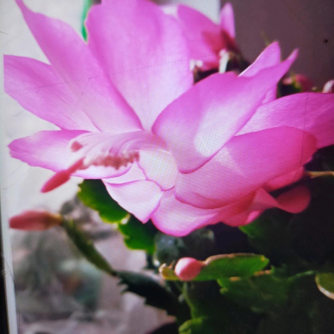 爱养花的芹姐