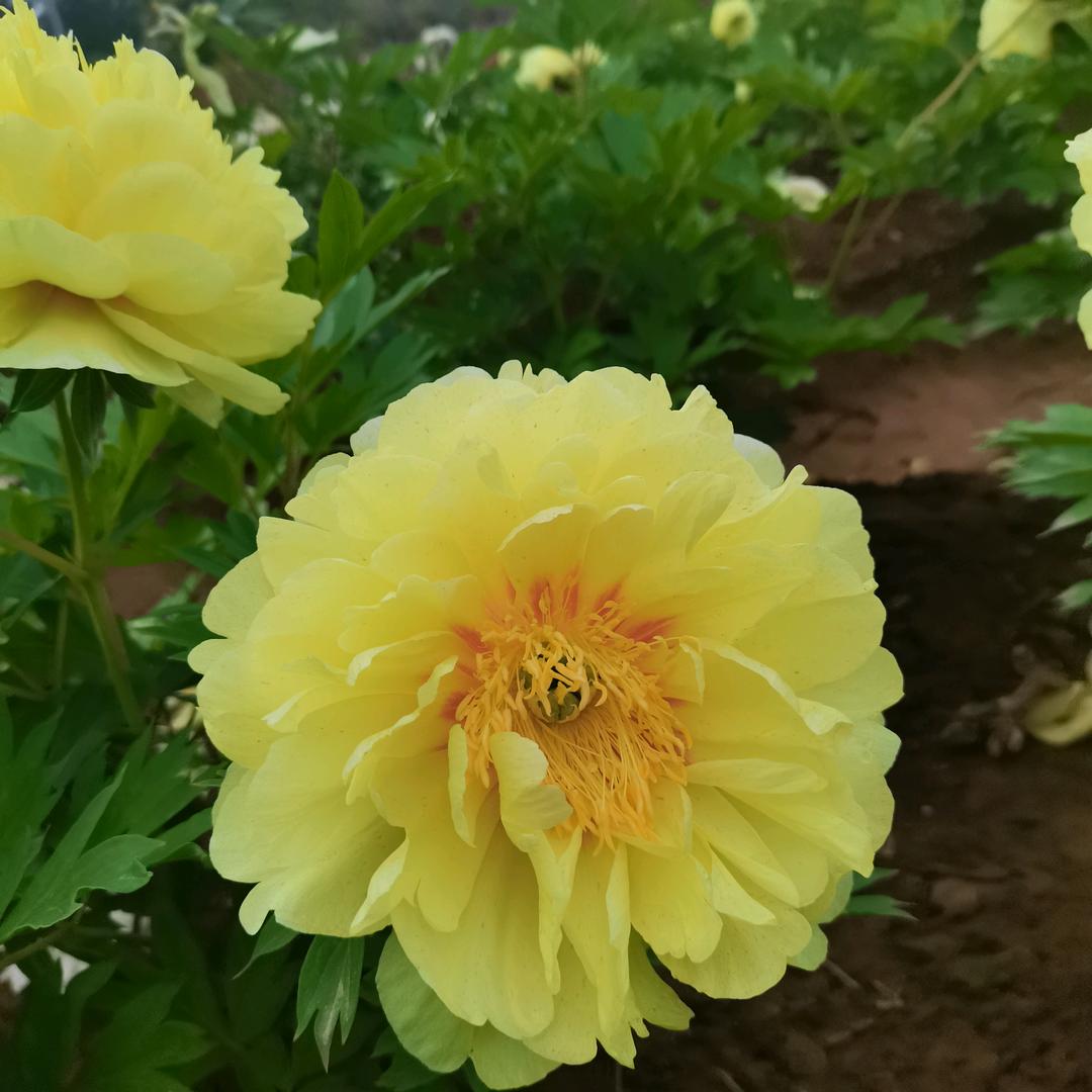 芯茹止水🐇