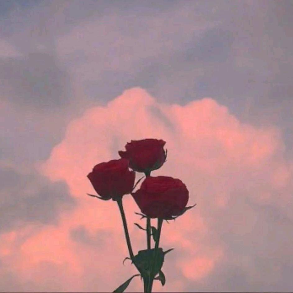 芳华人生🌸（拒私聊拒合拍）