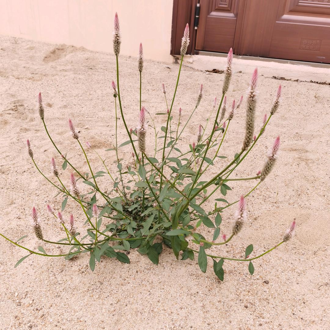 ও🕊ꦿꦼ一生᭄有李꧔ꦿ࿐้