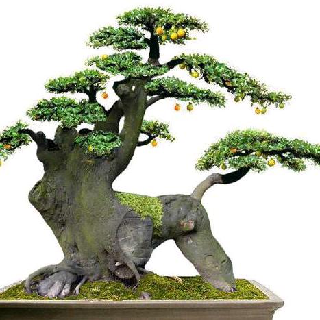 烂渣渣金弹子盆景