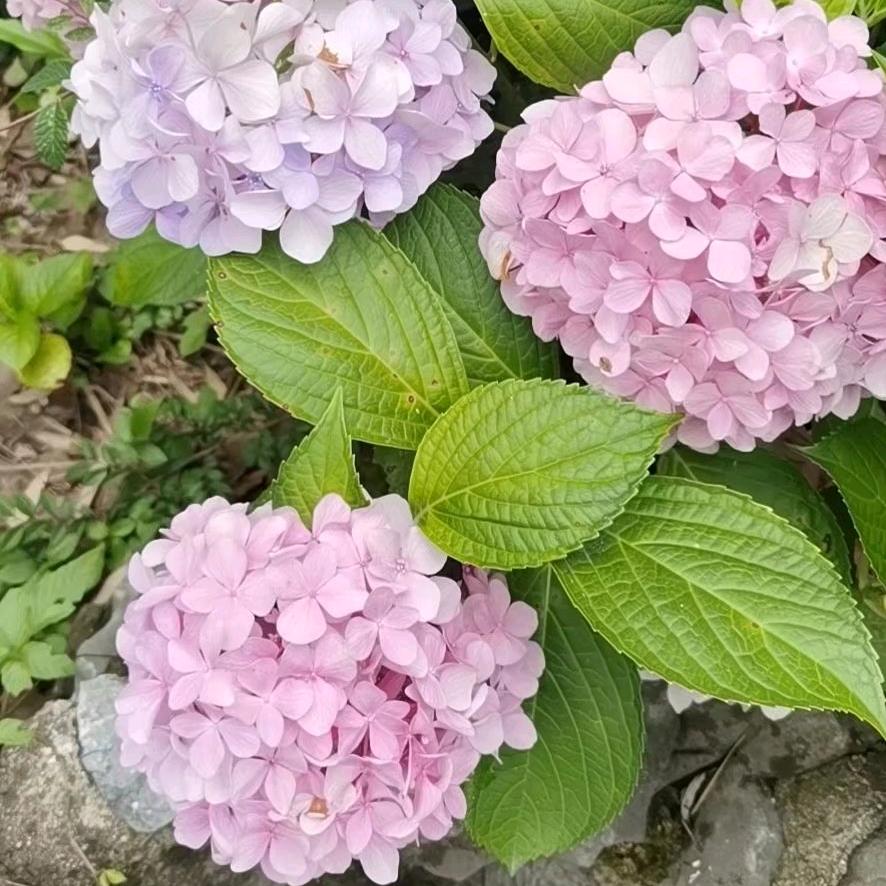 绣球花🌸