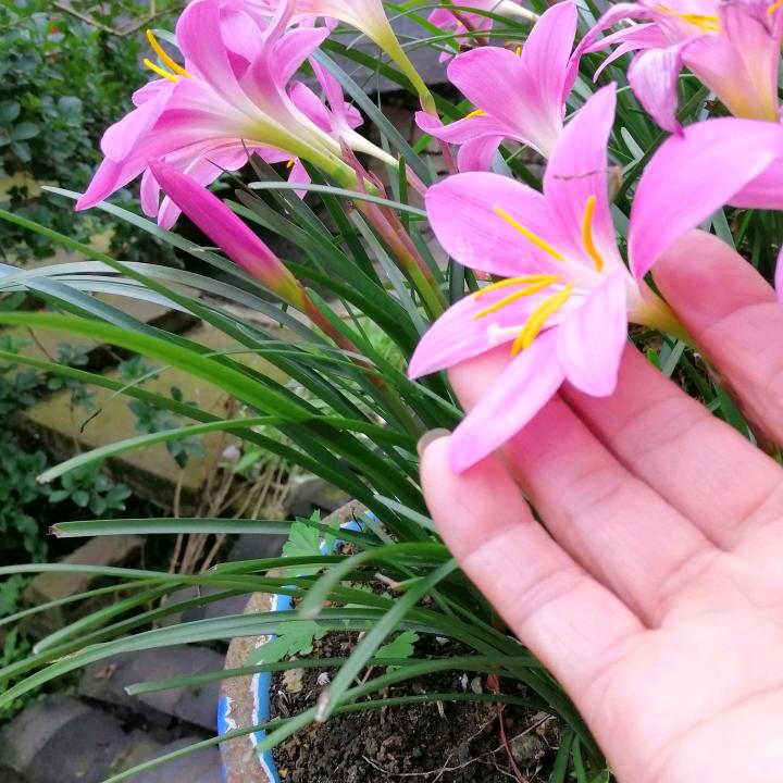 水仙花🌸