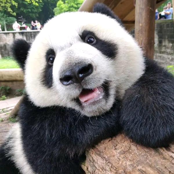 🌈🐼果赖♌💯