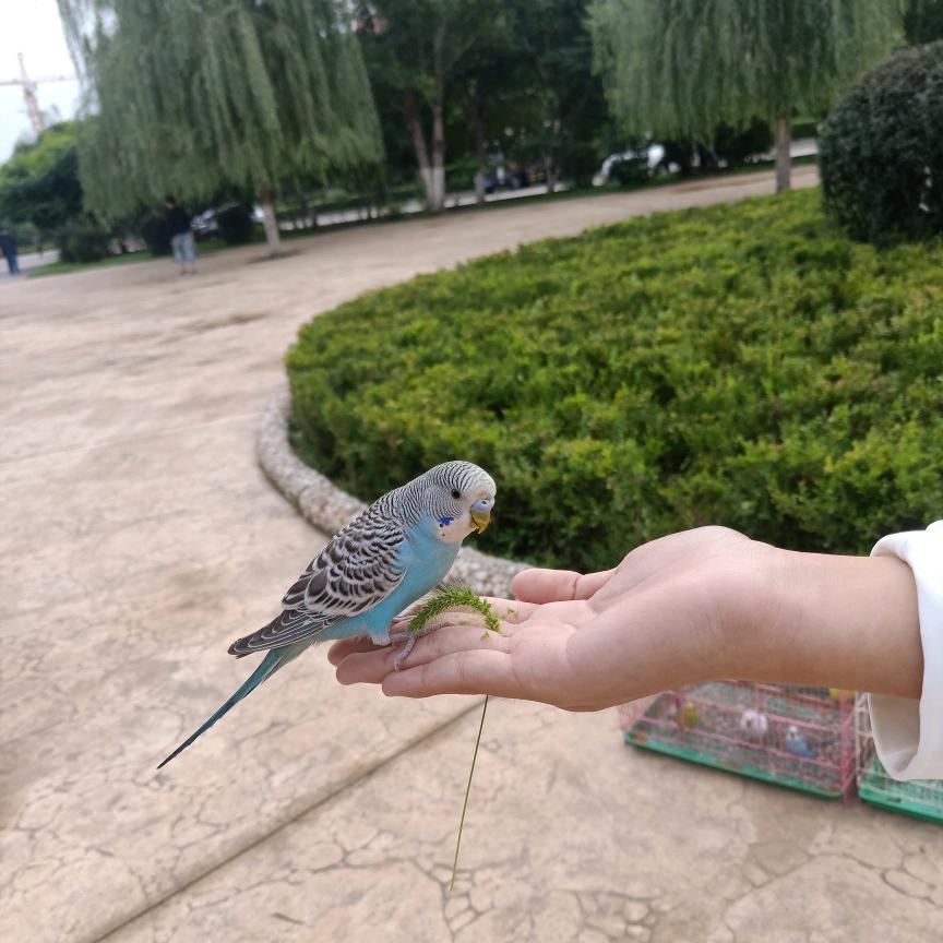 土豆芽