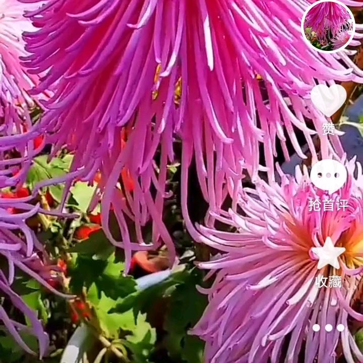 🍇顺其自然🍎🌽