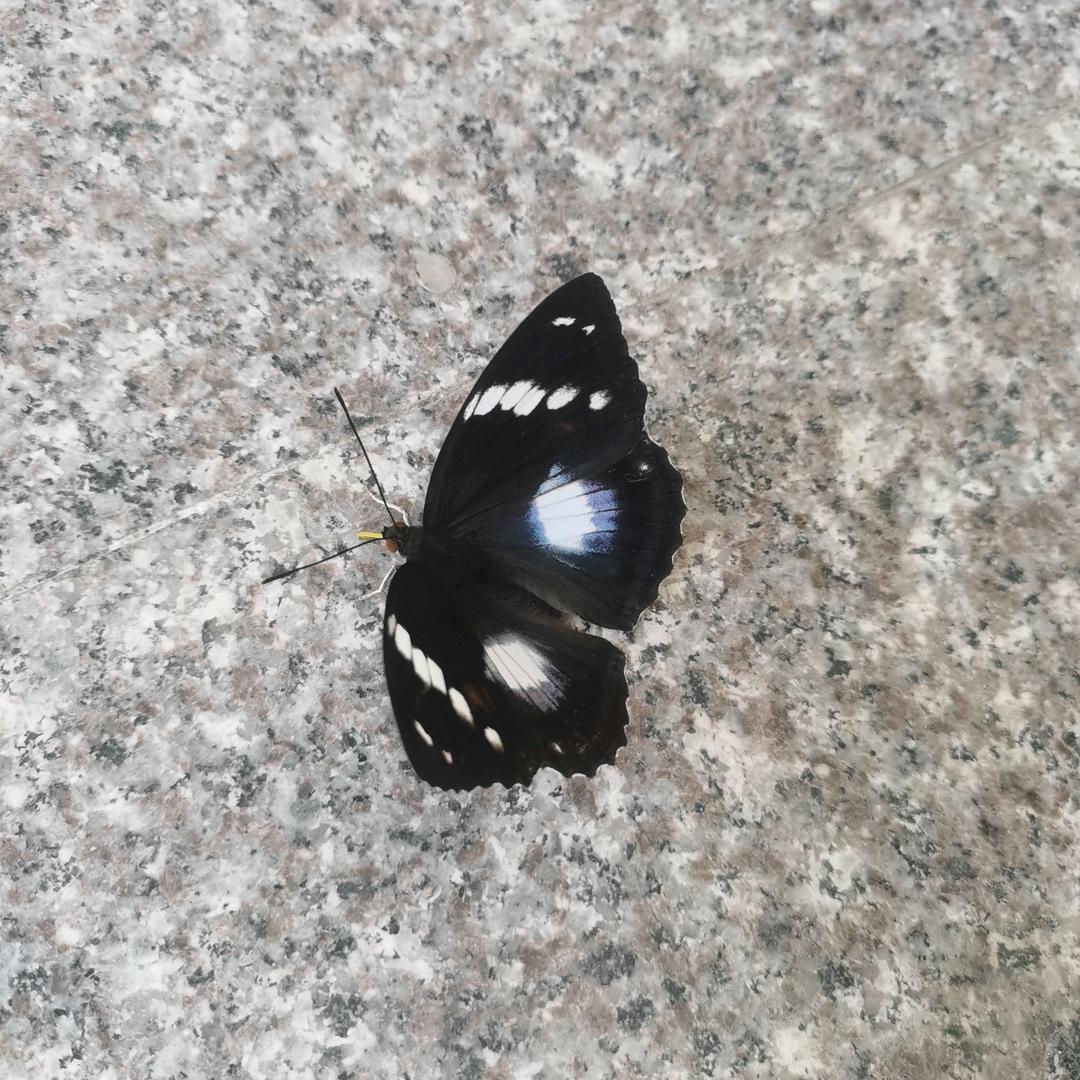 佛系（修炼中）