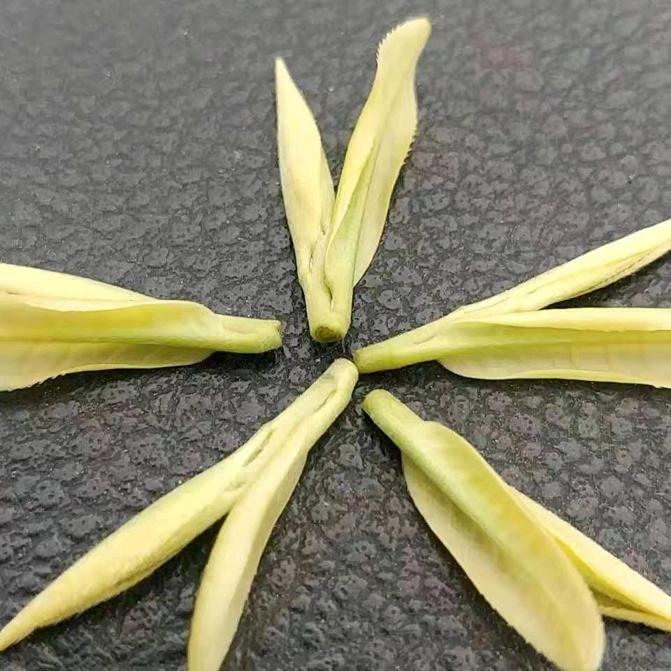 新品种茶苗(文明苗木场)
