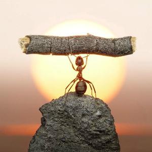 迎风踏月望星辰