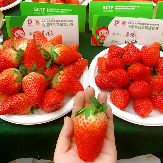 衡庄素玉草莓园