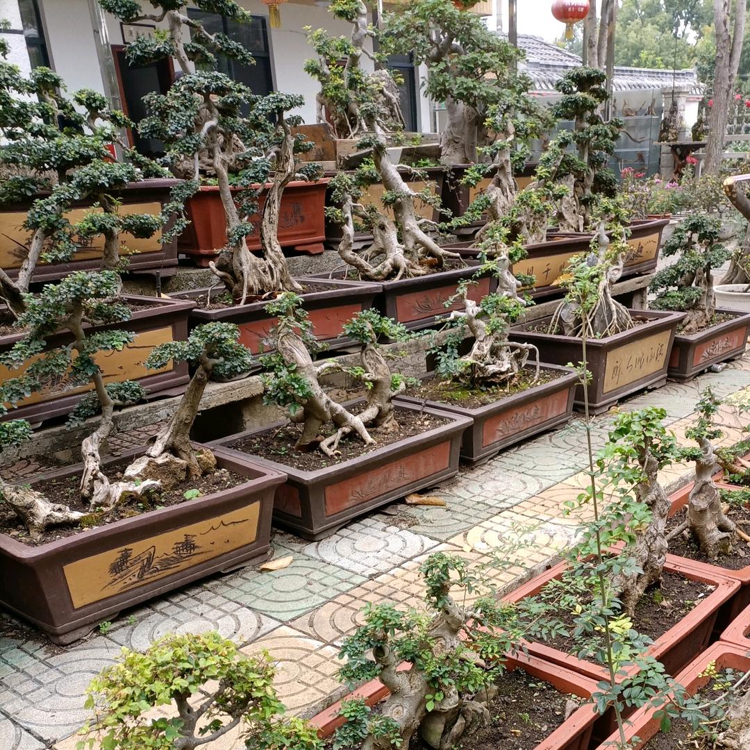 随风如意