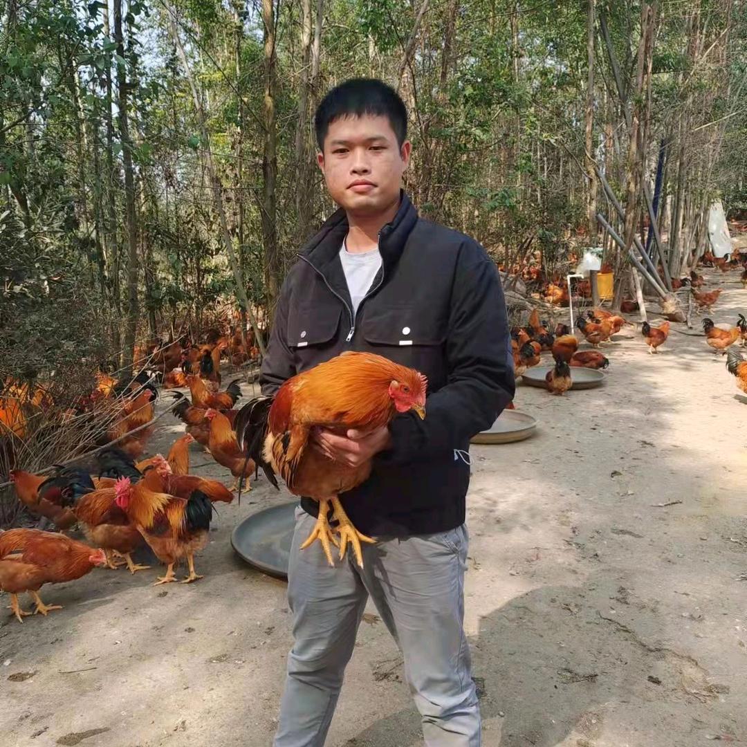 博白阉鸡宾四弟