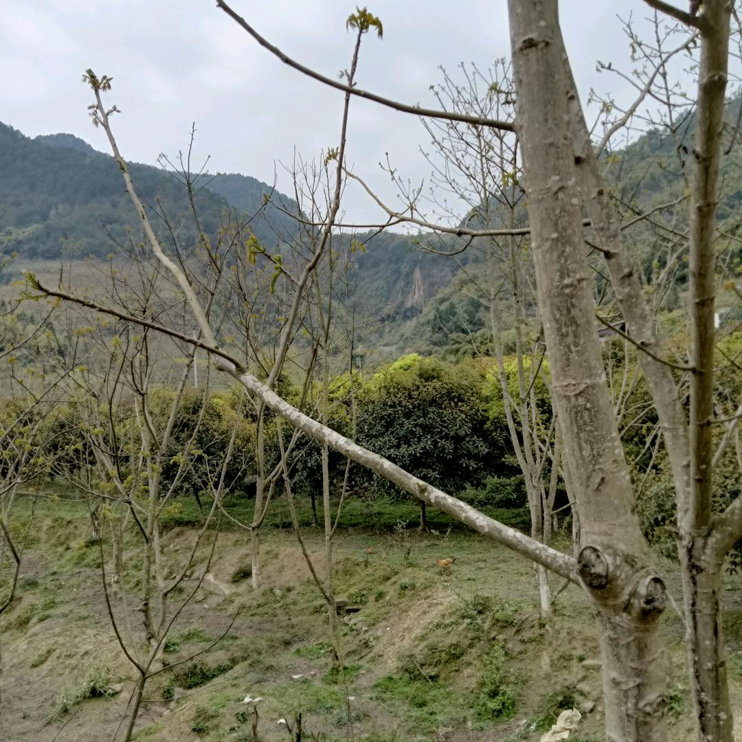 骑驴兜风看靓女