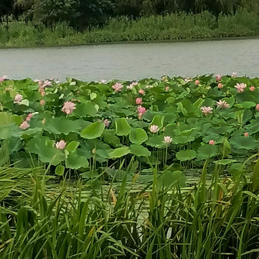 金凤凰