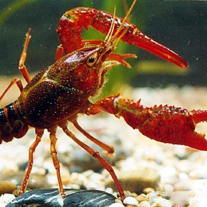 潜江付胖子饲料王经理