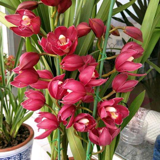 蓝燕芳