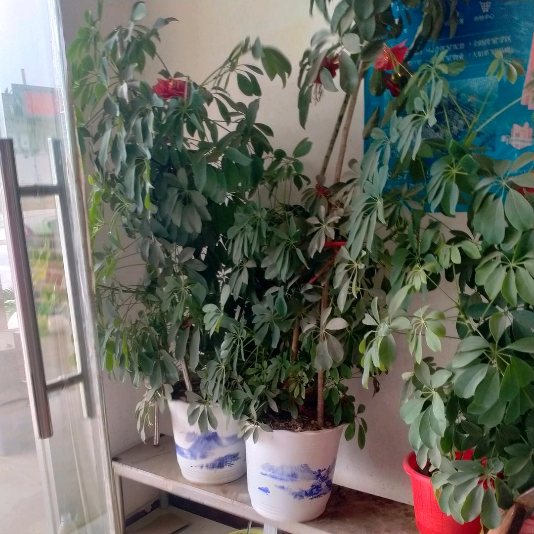 爱唱戏的崔妈