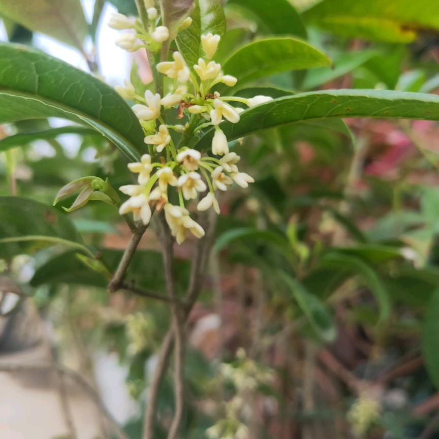 名字还没有了想好