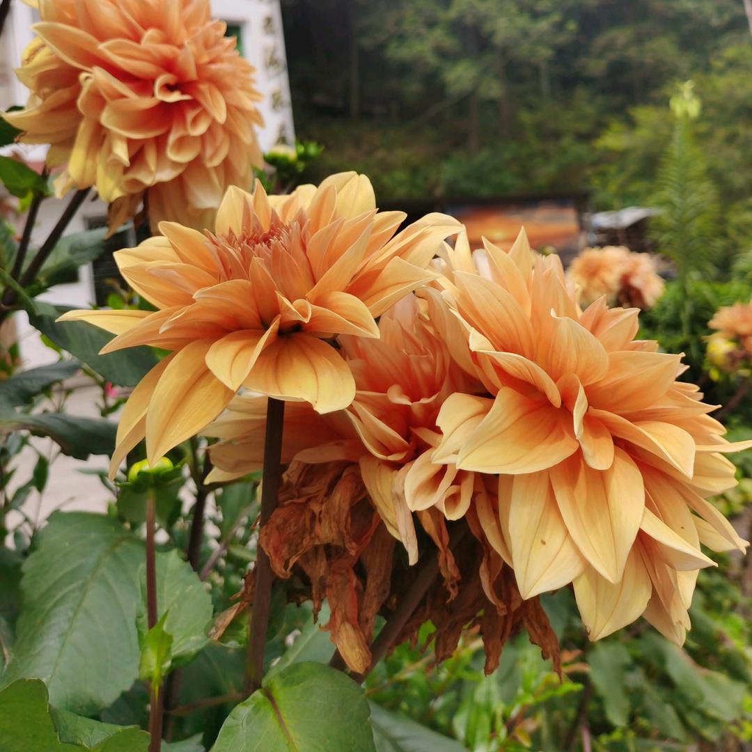 有感染力的雪雁