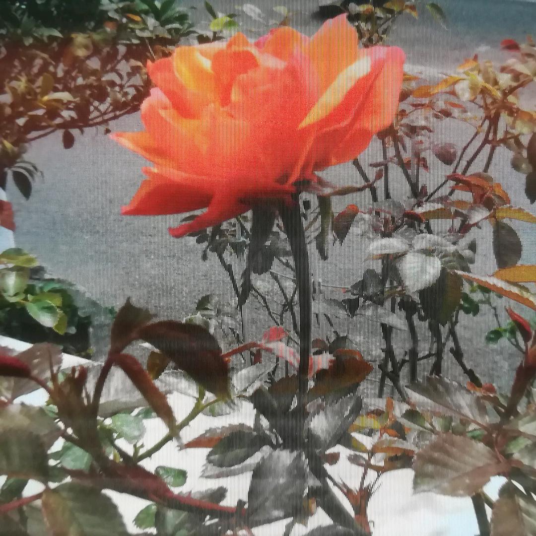 曹惠芳