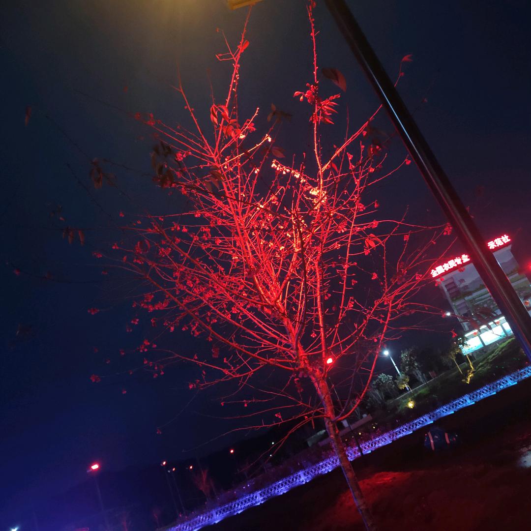 秋天的菊花 😄