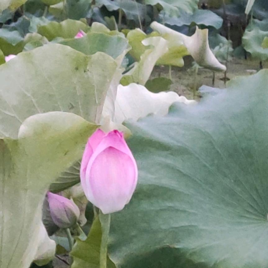 爱唱歌的唐伯虎（新）