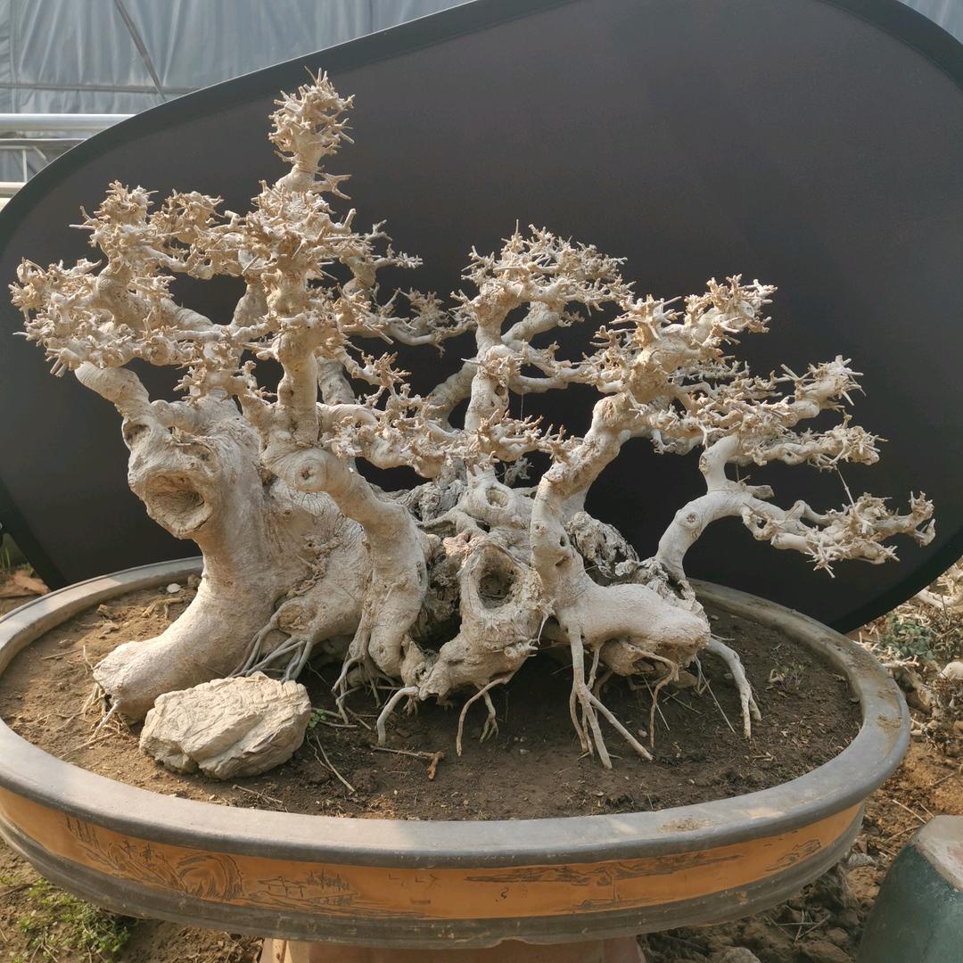 老桩对节白蜡盆景