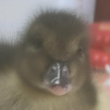 迷你熊军团之肉嘟嘟。