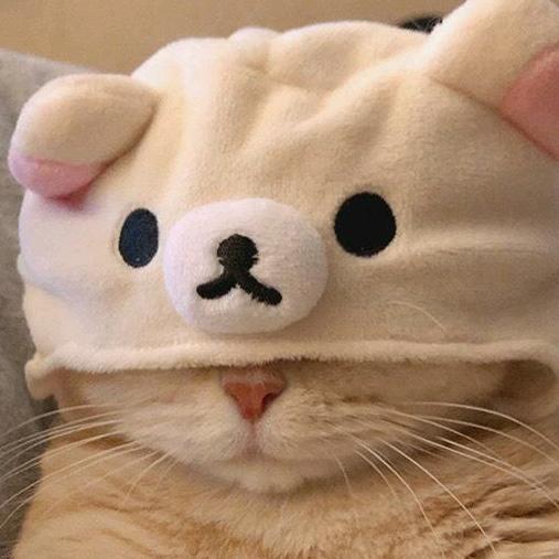 爱玩的猫猫