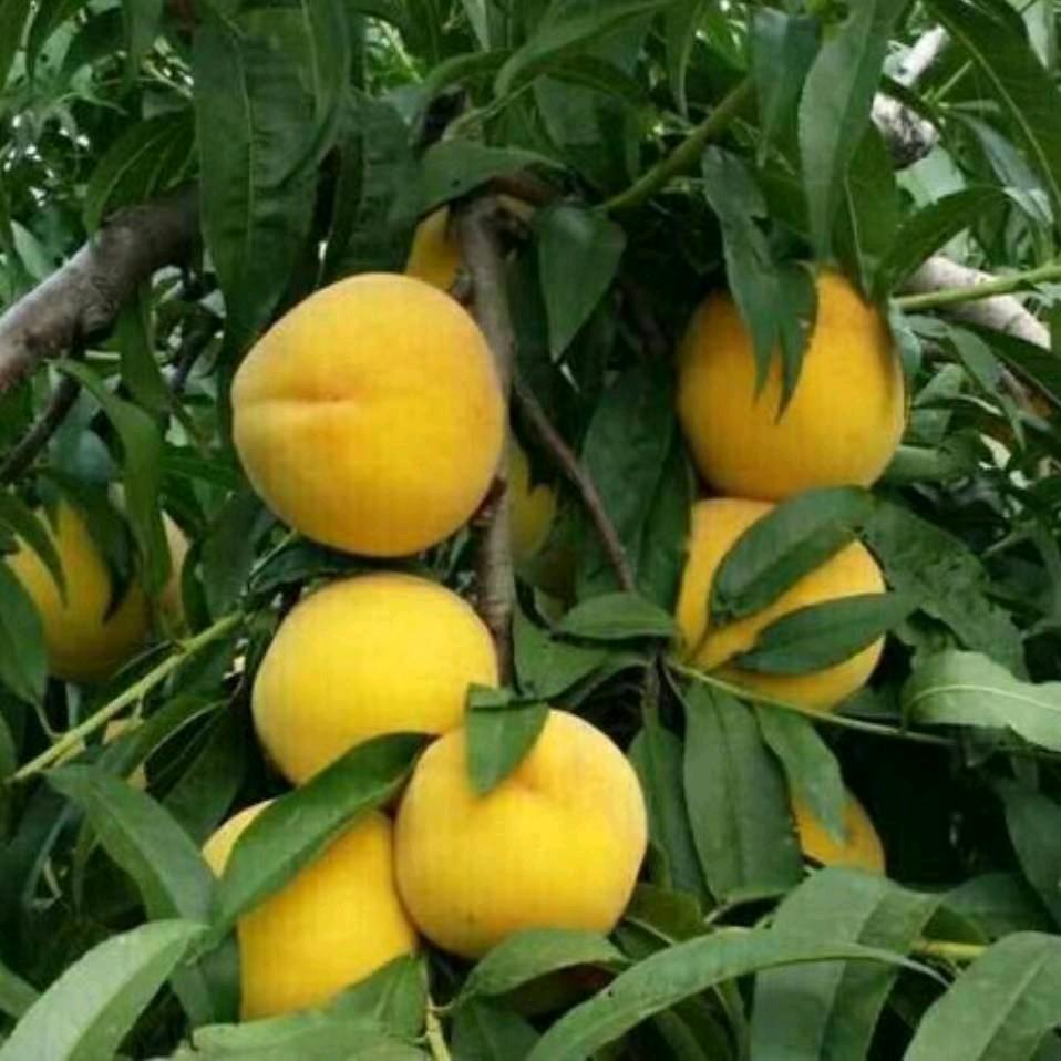 有你才幸福…………百亩黄桃采摘园