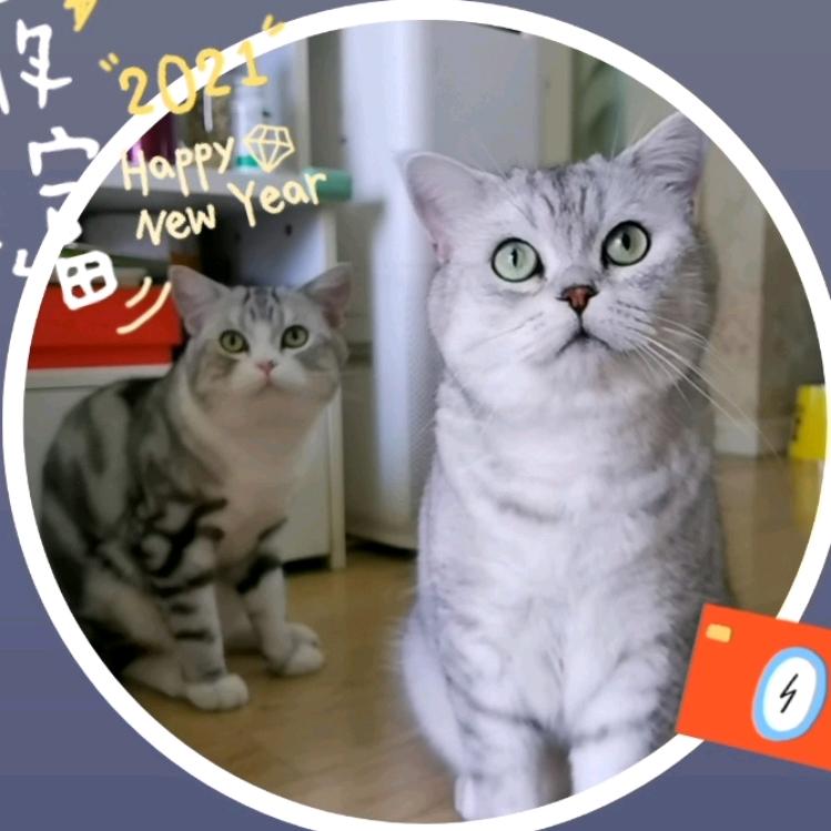 灰灰闹闹是两只猫