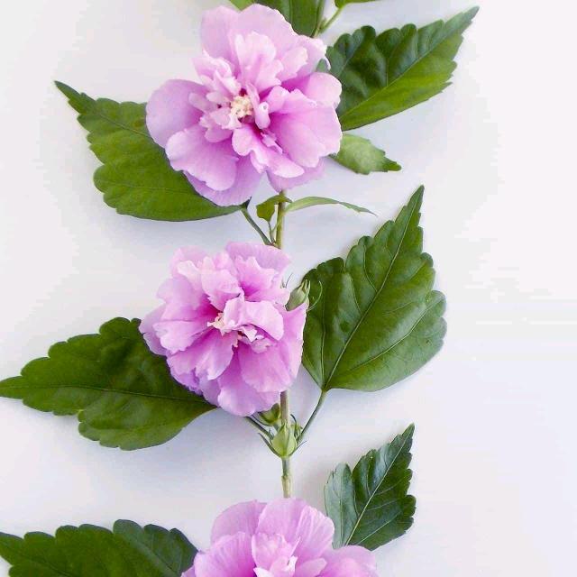 周友霞
