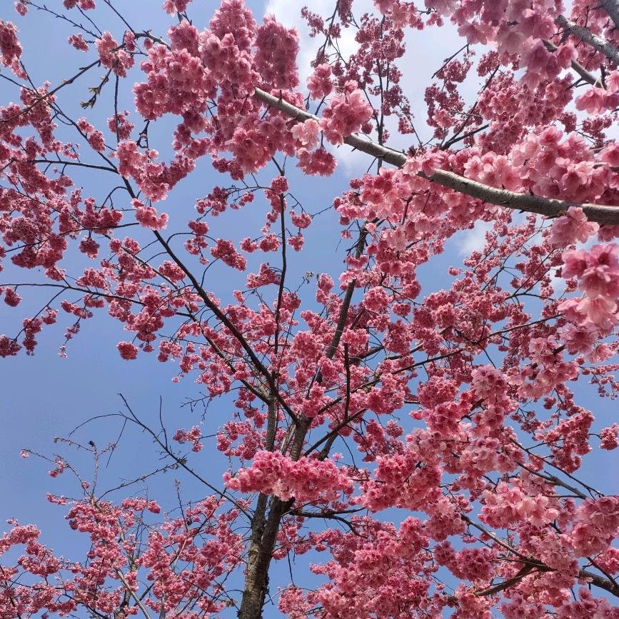 禅韵