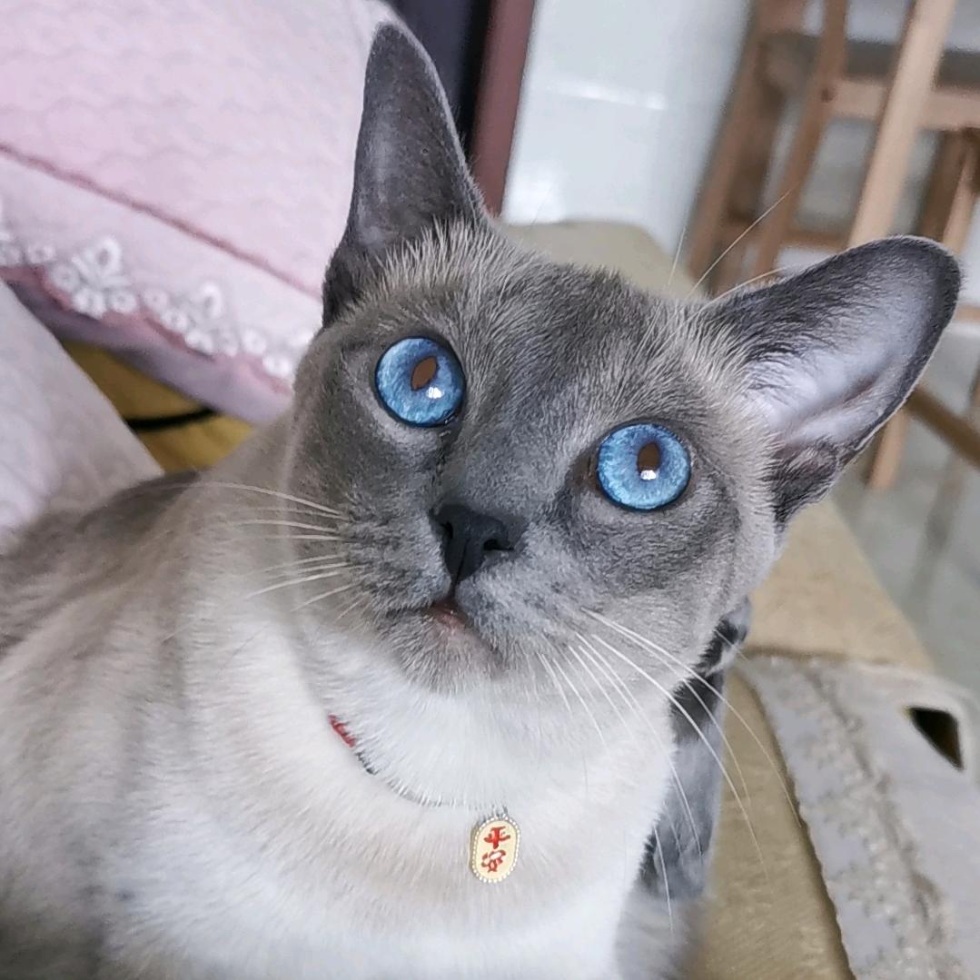 秋秋