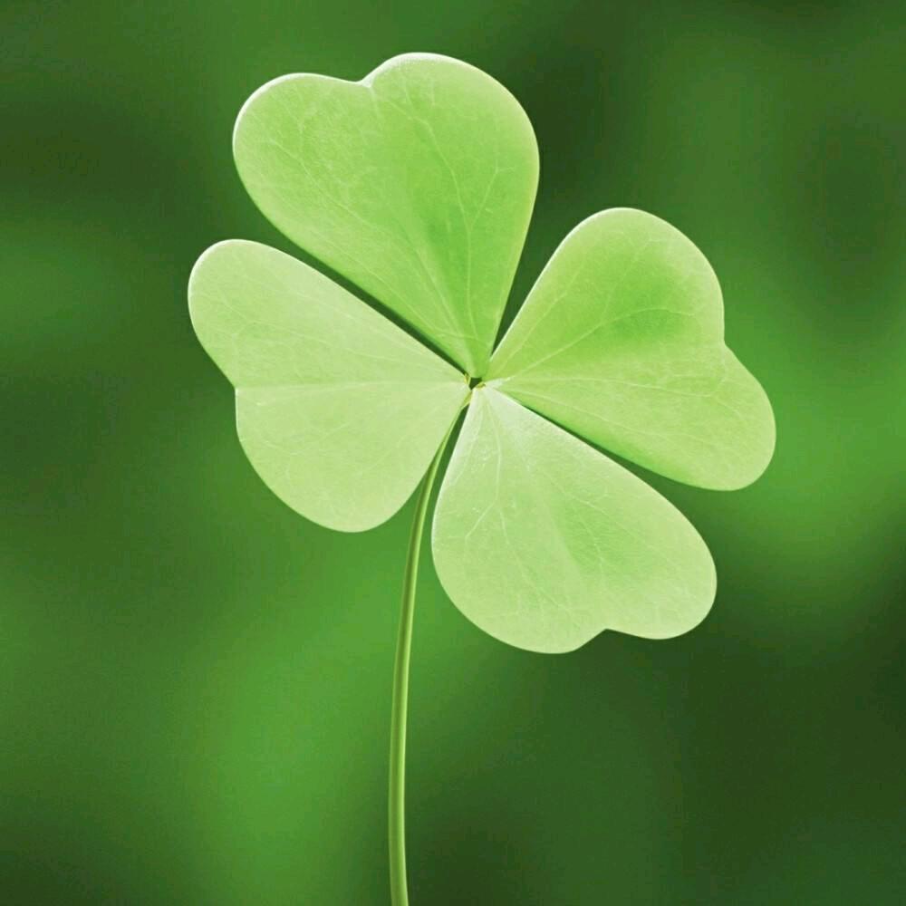 🍀四叶草🍀