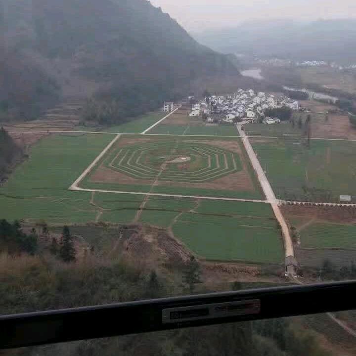橘子🌻