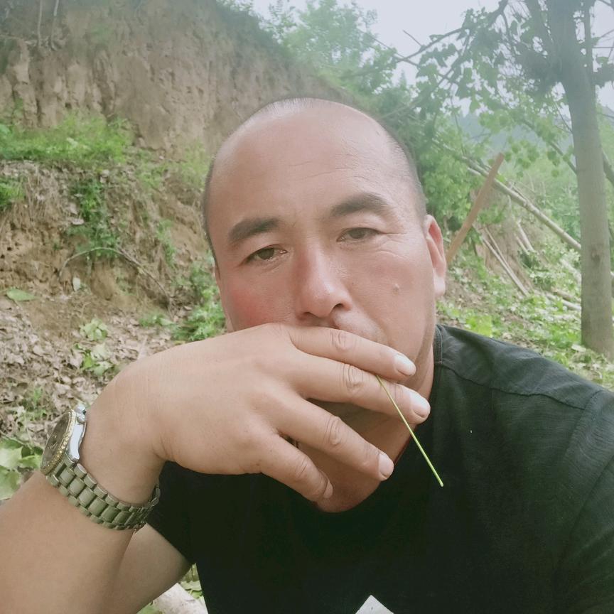 常年收购杨树