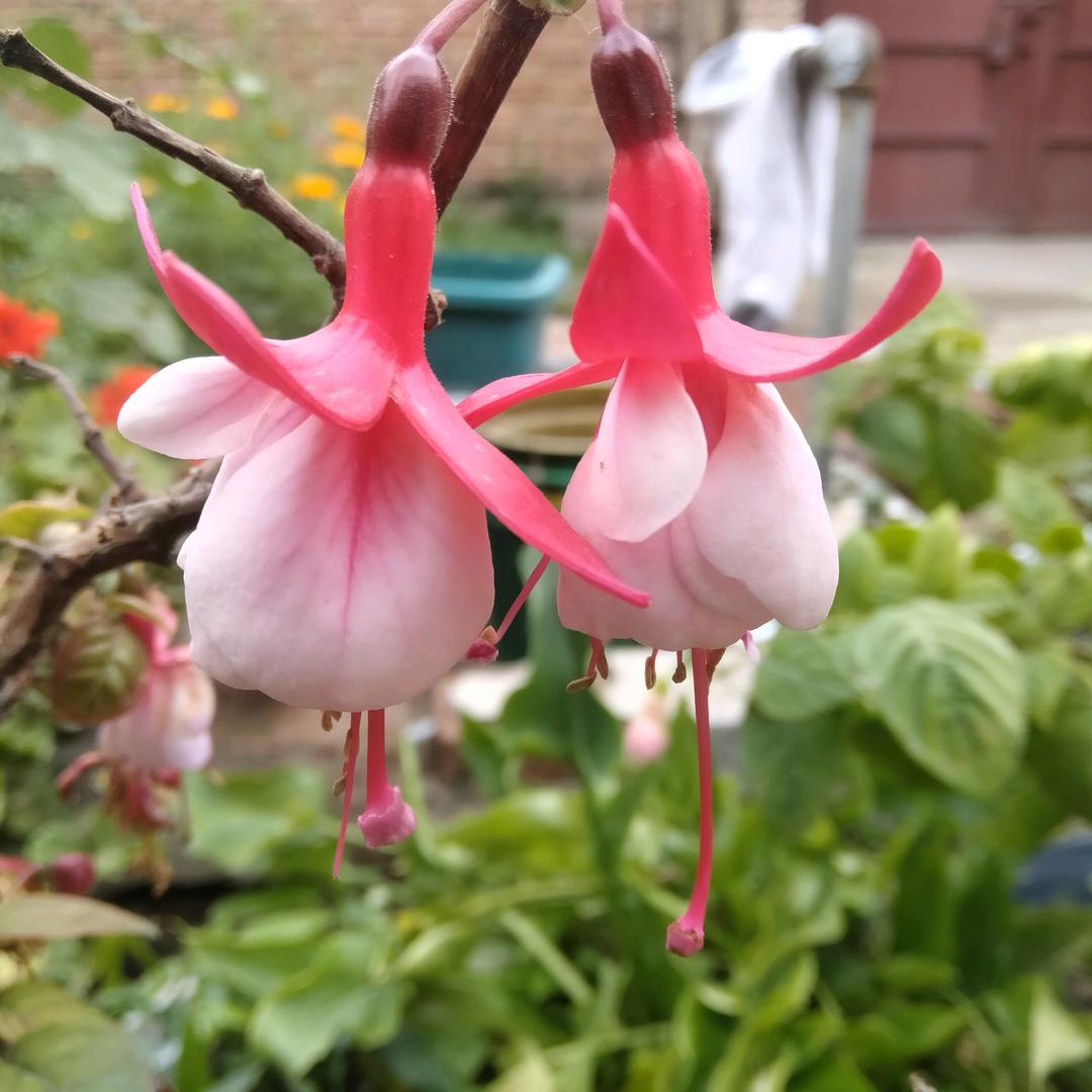 朱照