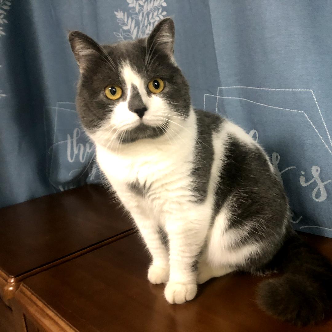 友猫。